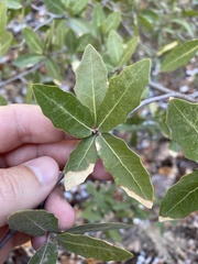 Quercus emoryi