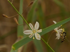 Trachyandra saltii