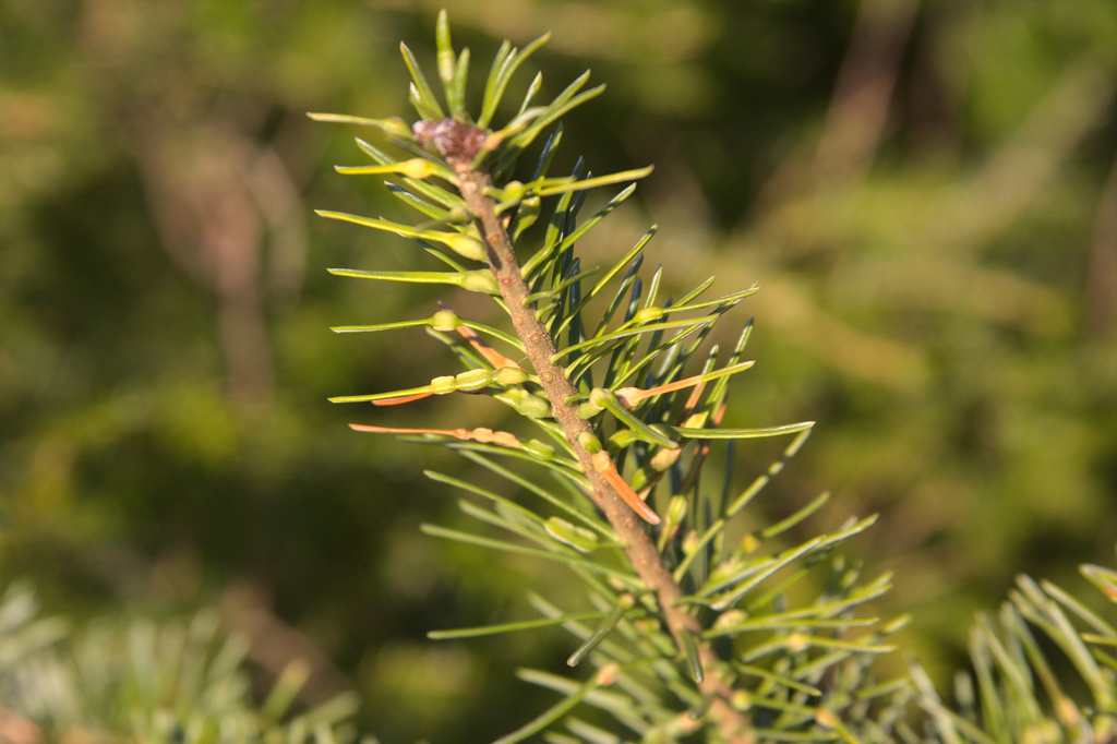 balsam gall midge