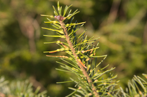 balsam gall midge
