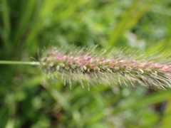 Setaria sphacelata torta