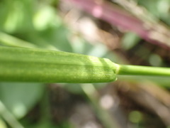 Setaria sphacelata torta