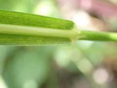 Setaria sphacelata torta