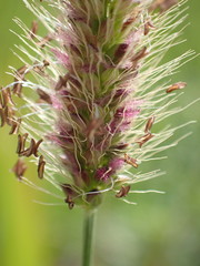 Setaria sphacelata torta