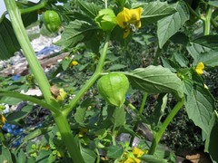 Physalis ixocarpa