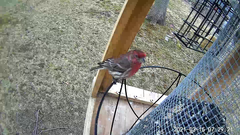 Haemorhous mexicanus