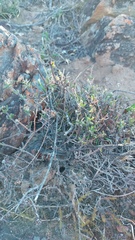 Drosanthemum calycinum