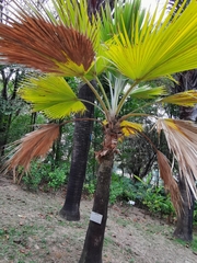 Pritchardia pacifica