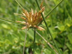 Cyperus brevis