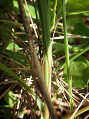 Cyperus brevis