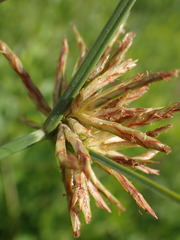 Cyperus brevis