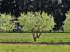Pyrus communis