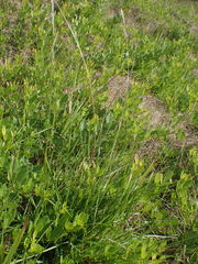 Trisetopsis imberbis