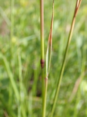 Trisetopsis imberbis