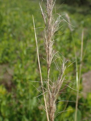 Trisetopsis imberbis