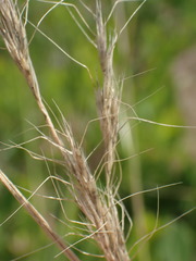 Trisetopsis imberbis