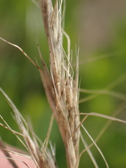 Trisetopsis imberbis