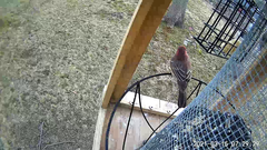 Haemorhous mexicanus