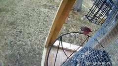 Haemorhous mexicanus