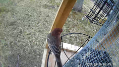 Haemorhous mexicanus