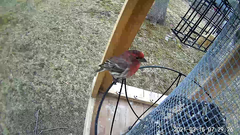 Haemorhous mexicanus