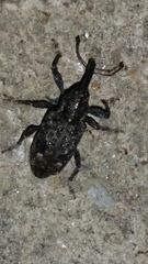 Coleoptera