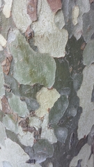 Platanus × hispanica
