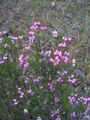 Erica umbellata