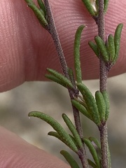 Muraltia rhamnoides