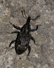 Coleoptera