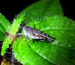 Systolederus cinereus