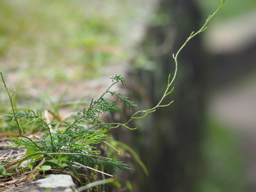 Asparagus cochinchinensis (Asparagus cochinchinensis)