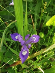 Moraea sisyrinchium