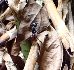 Dinomyrmex gigas