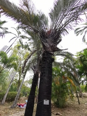 Dypsis decaryi