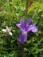 Moraea sisyrinchium