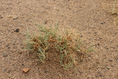 Reaumuria songarica
