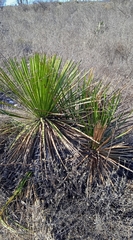 Dasylirion acrotrichum