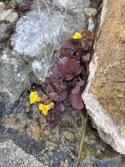 Erythranthe inamoena