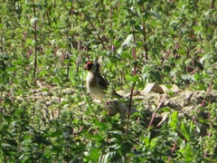 Carduelis carduelis