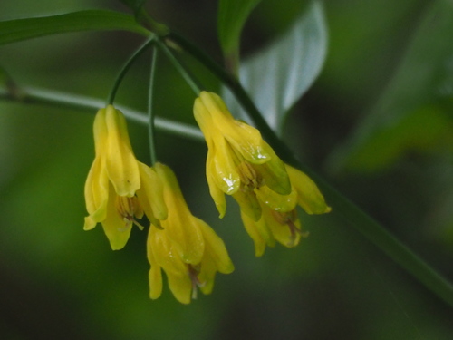 Disporum shimadae (Disporum shimadae)