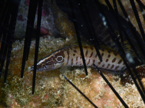 Spotted snake blenny (Haliophis guttatus) — Pseudochromidae