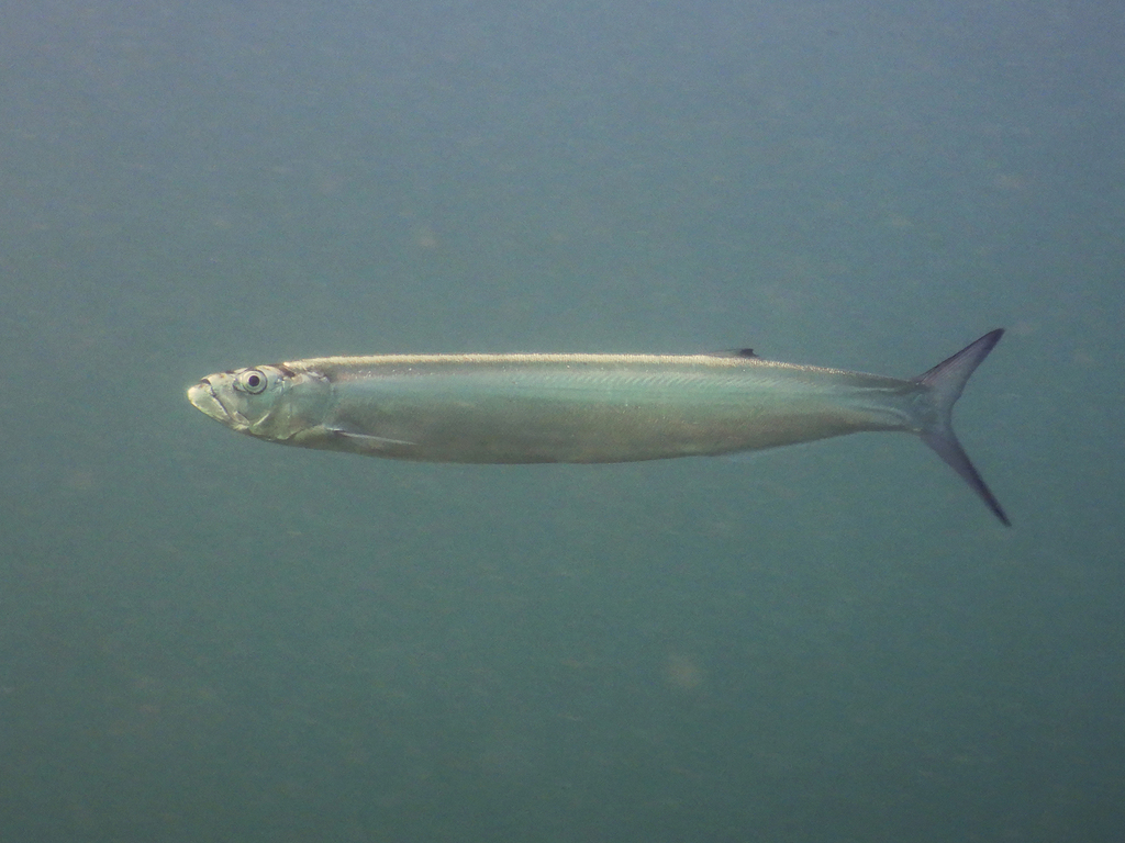 Blackfin wolf herring (Chirocentrus dorab) — Chirocentridae