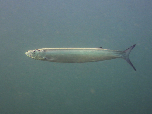 Blackfin wolf herring (Chirocentrus dorab) — Chirocentridae