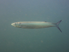 Chirocentrus