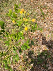Vachellia choriophylla