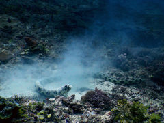 Myrichthys maculosus