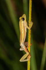 Hyperolius quinquevittatus