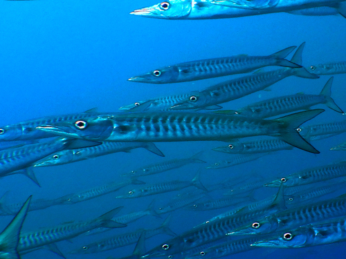 Chevron Barracuda