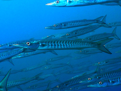 Chevron Barracuda